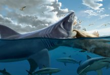 Les plus grands requins du monde (photo, vidéo)