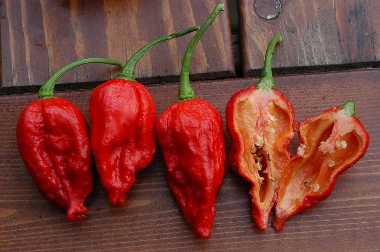 Naga morich