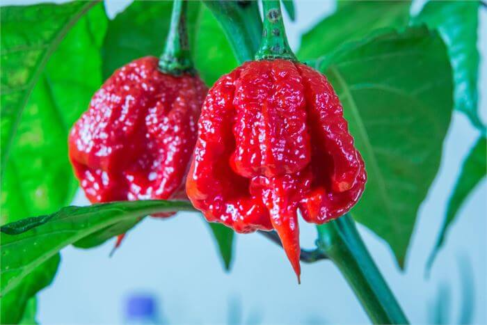 Scorpion moruga de Trinidad