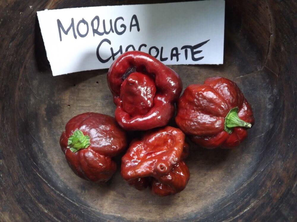 Chocolat Scorpion Trinidad