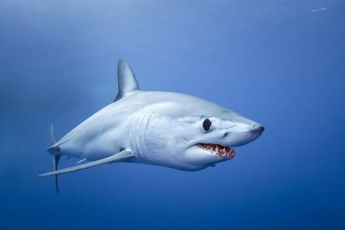 Requin-mako
