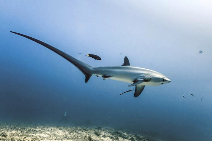 Requin renard