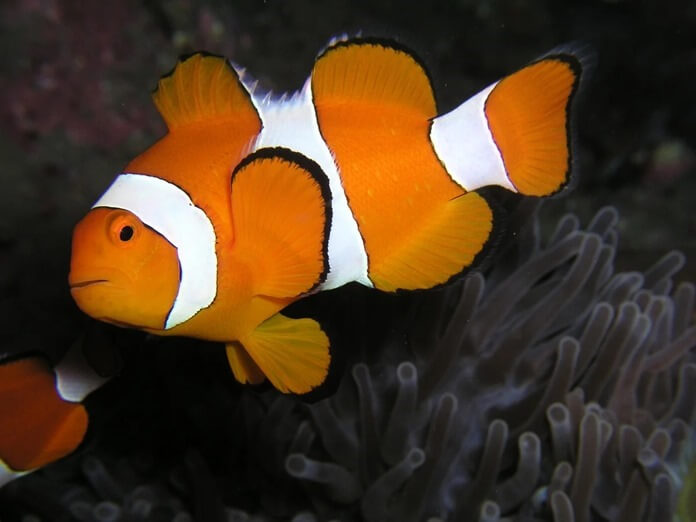 Poisson clown