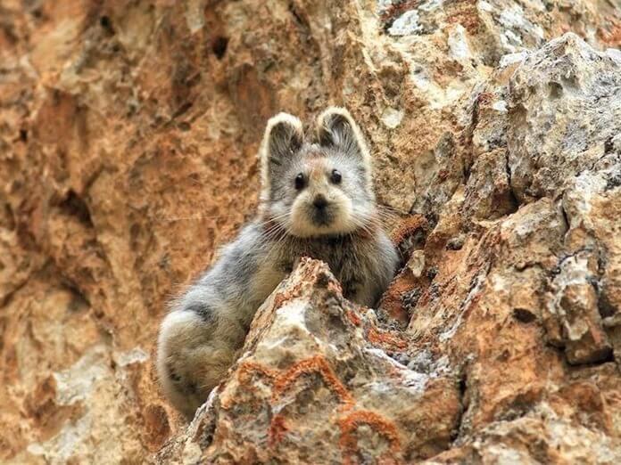 Ili pika