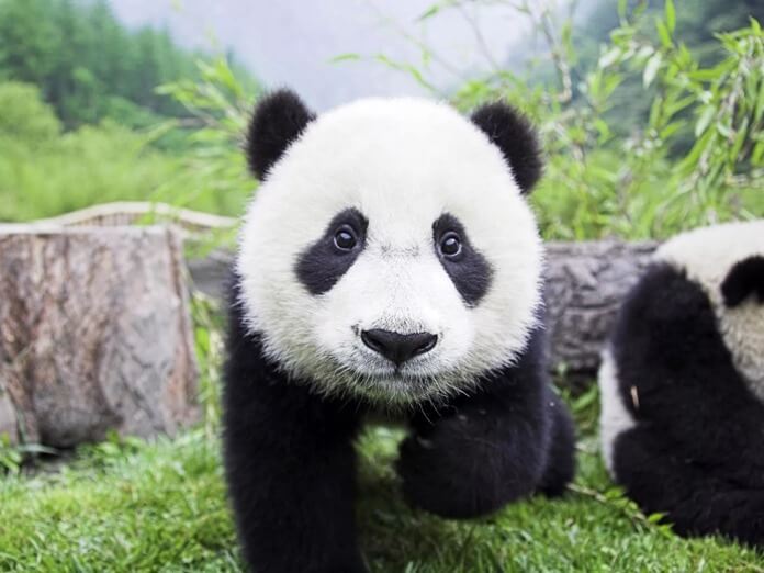 Gros panda