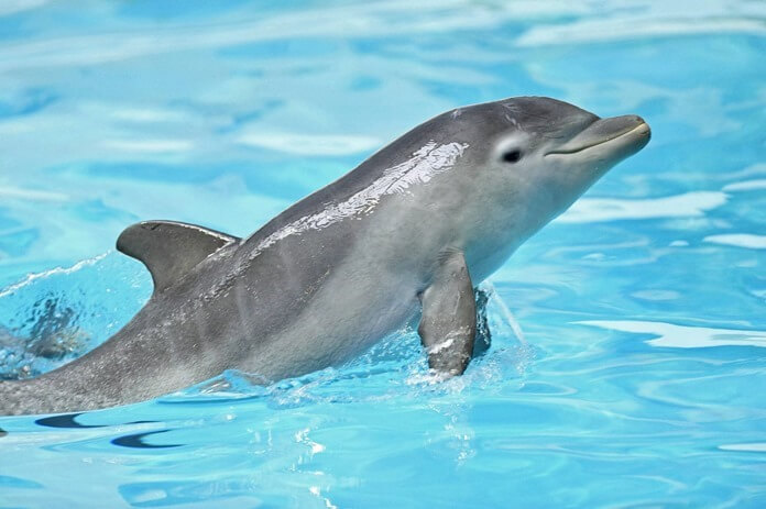 Dauphin