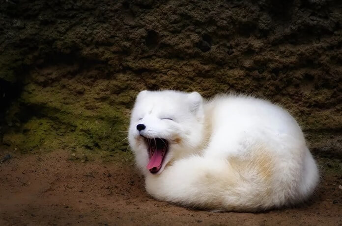 le renard arctique