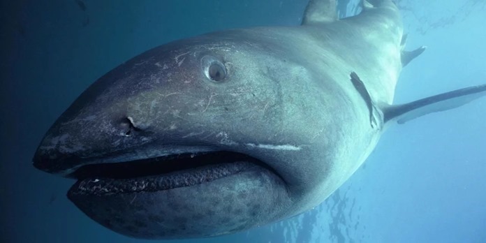 Requin pélagique à grande bouche