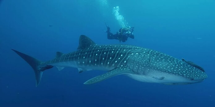 Grand requin baleine