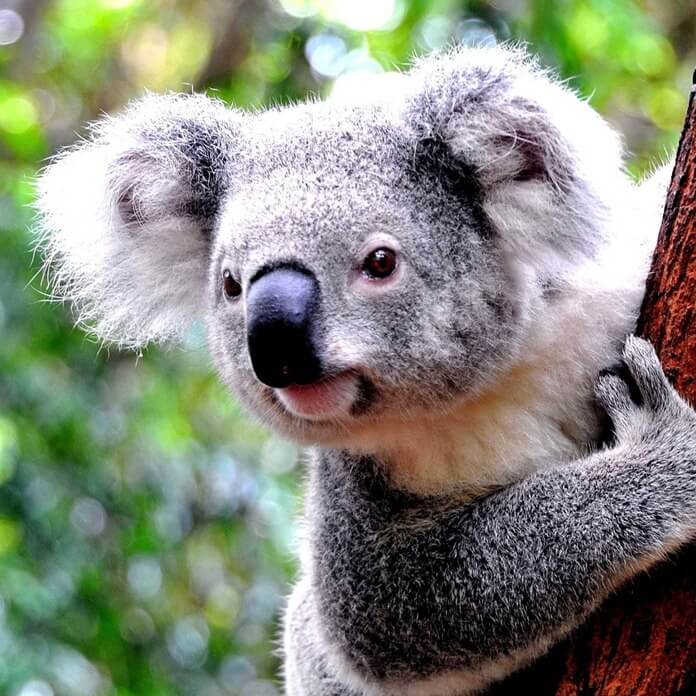 Koala mignon