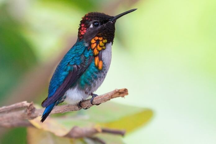 Colibri abeille
