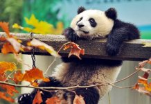 20 animaux les plus mignons du monde (photo et vidéo)