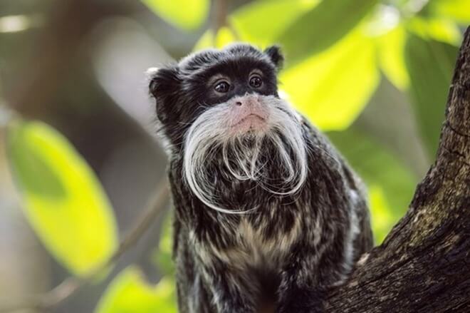 Tamarin impérial