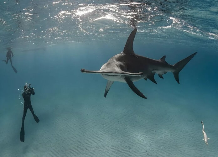 Requin marteau géant