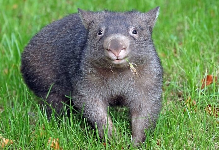 Wombat