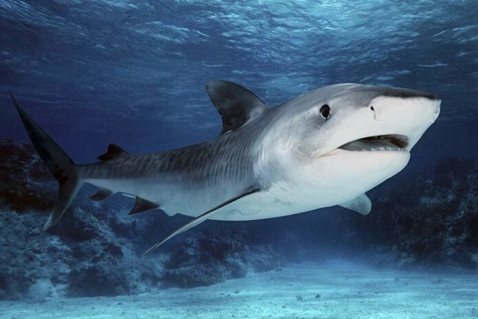 requin tigre