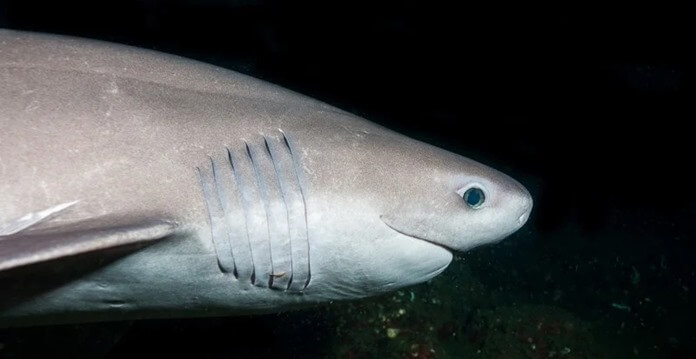 Requin Sixgill