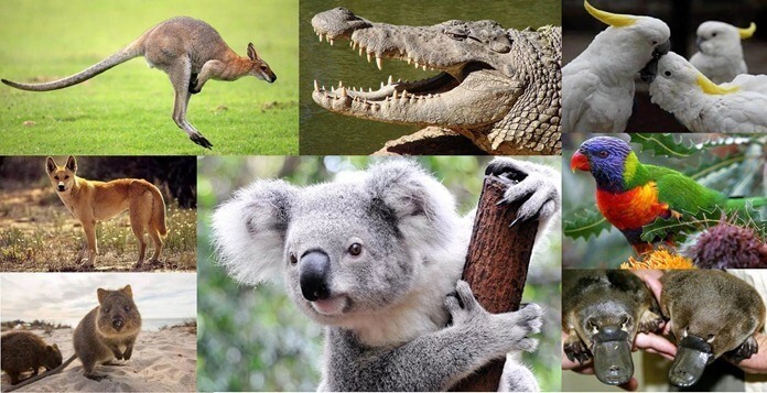 Animaux vivant en Australie