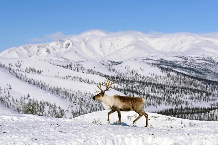 Voyagez dans le Grand Nord pour la nouvelle année
