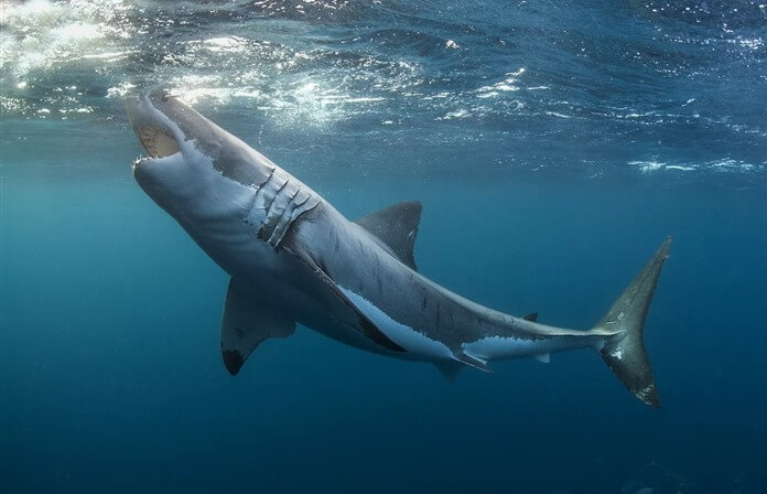 Grand requin blanc