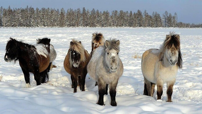 Le bétail au pôle du froid