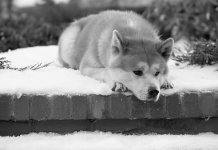 10 animaux les plus célèbres de l'histoire