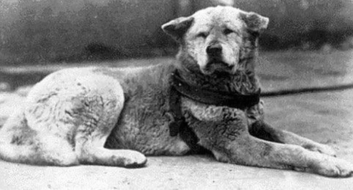 Hachiko le chien
