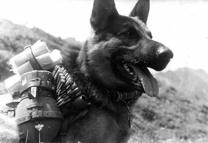 Dzhulbars le chien