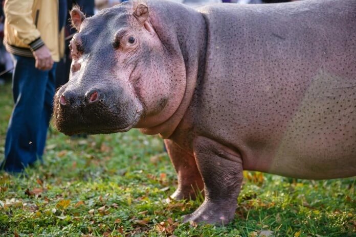 Hippo Hubert
