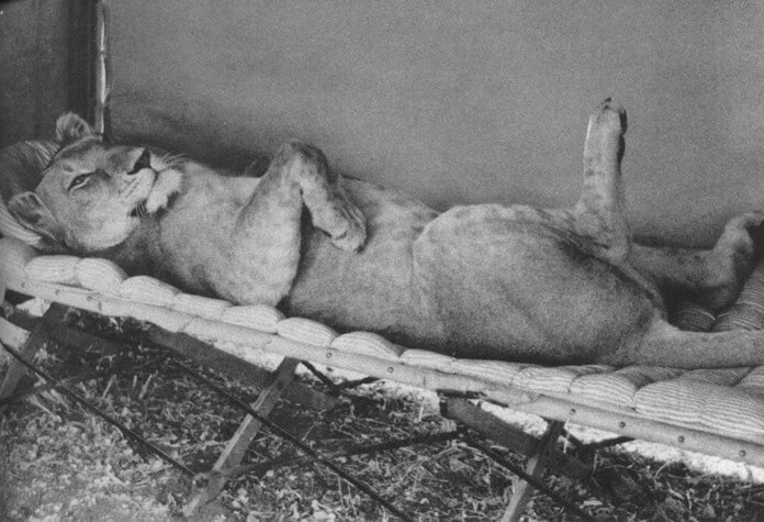 Elsa la lionne