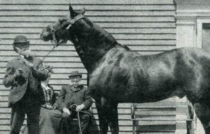 Cheval magnifique Jim Key et William Kay