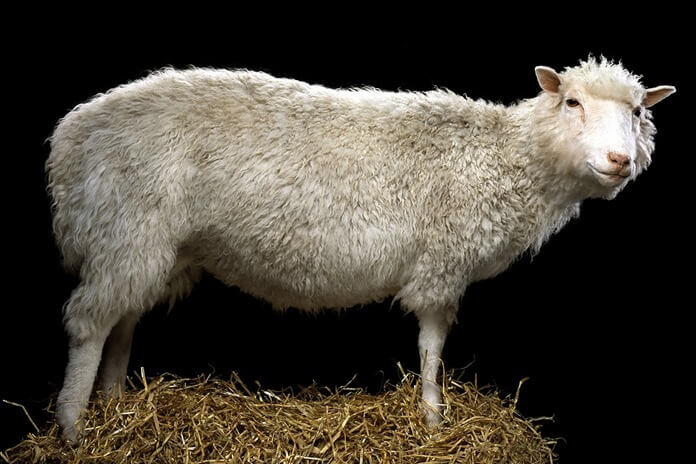 Dolly le mouton