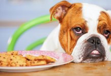 10 races de chiens les plus vilaines animaux domestiques