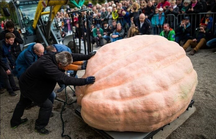 epa05578238 Les assistants utilisent une poulie pour positionner une citrouille géante cultivée par le candidat belge Mathias Willemijns sur des échelles au Championnat d'Europe Pumpkin Weigh-Off, une compétition tenue à Ludwigsburg, Allemagne, 09 octobre 2016. La citrouille cultivée par Willemijns pesait 1190,5 kg , lui assurant à la fois la première place de la compétition et établissant un nouveau record du monde. EPA / CHRISTOPH SCHMIDT Dostawca: PAP / EPA.
