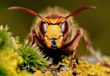 10 insectes les plus effrayants et les plus méchants du monde (Photos)