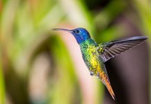 Les plus petits animaux du monde