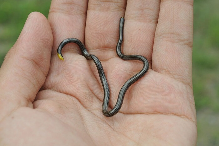 Le plus petit serpent du monde