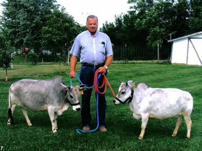 Les vaches Vechur sont les plus petits animaux du monde