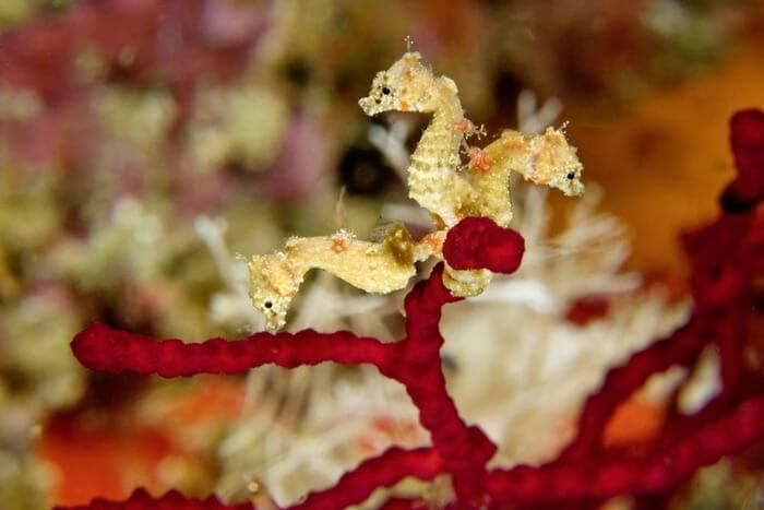 Hippocampe Satomi