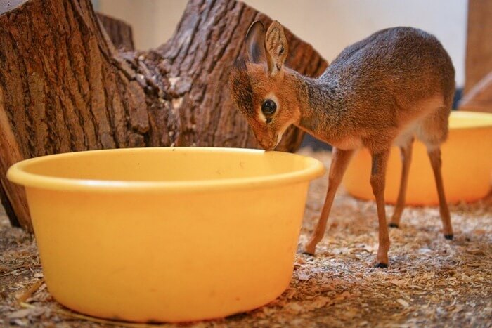 Antilope pygmée