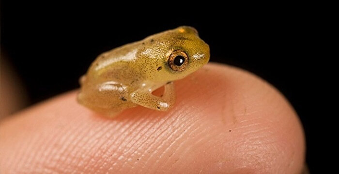La plus petite grenouille