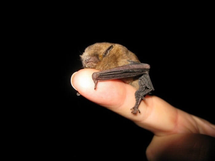 La plus petite chauve-souris du monde