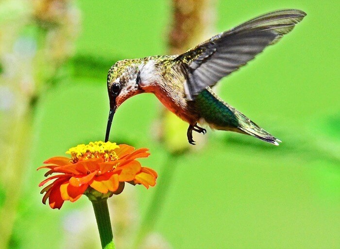 Le plus petit oiseau du monde