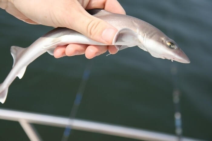 Le requin le plus nain
