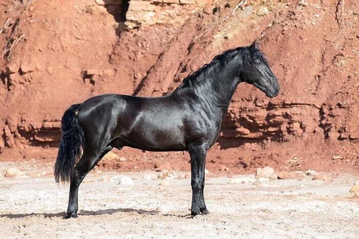 Cheval de Minorque