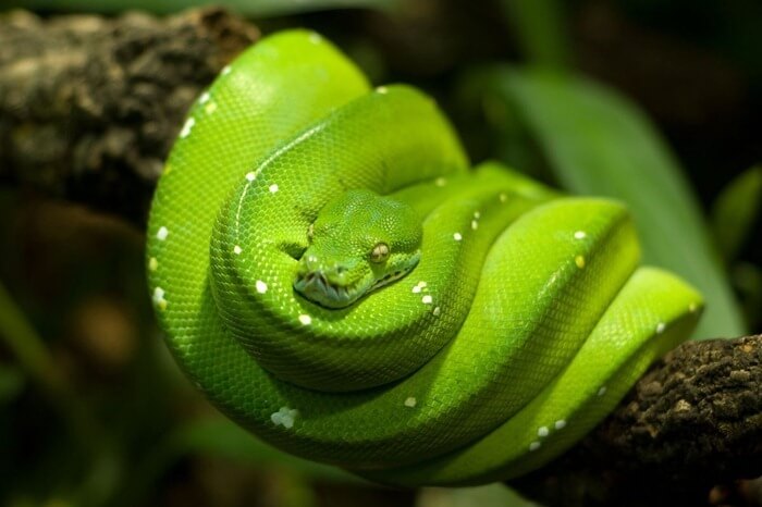 Python vert