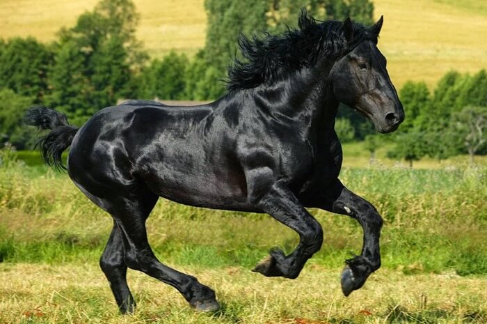 Cheval percheron