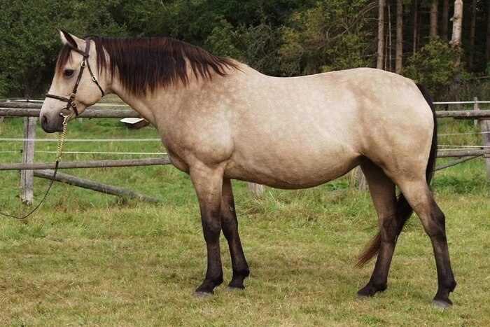 Poney Connemare