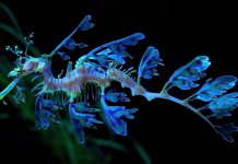 10 poissons les plus insolites au monde (photo, vidéo)