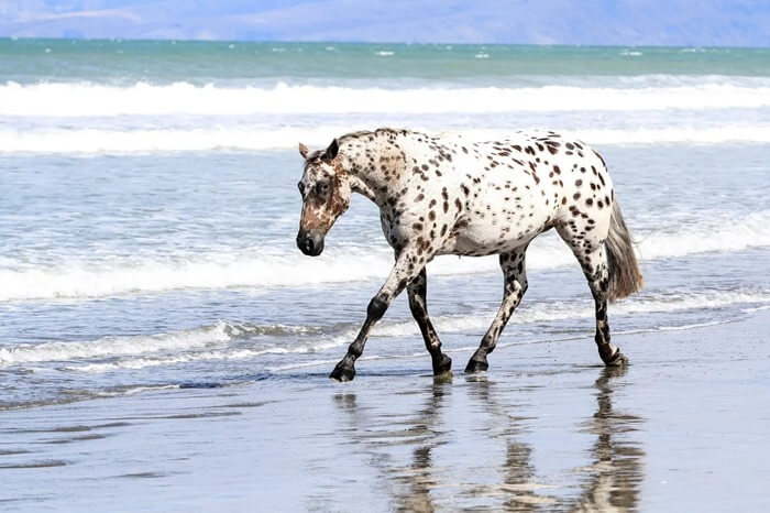 Cheval Appalusien
